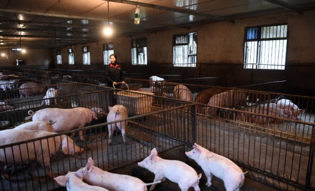 아프리카돼지열병'(ASF)이 중국을 강타한 가운데 지난 3월 22일 중국 충칭 룽창의 돼지 사육장에서 한 여성이 돼지를 돌보고 있다. 2019.05.07.
