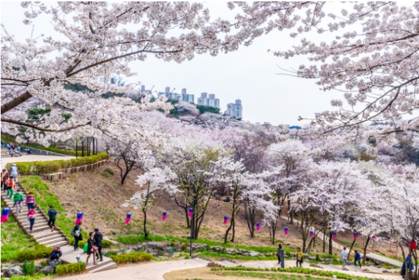 벚꽃이 숲을 만드는 연희숲속쉼터 (사진 = 서울관광재단) 2021.4.6