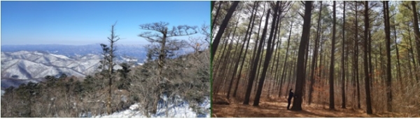 숲의 경관과 생태적 가치가 우수한 국유림 명품숲으로 5개소를 추가 선정했다. 사진은 이번에 선정된 강원도 평창군 대관령의 발왕산 생태 숲(왼쪽)과 대전시 유성구 계산동 리기테다소나무 우량 숲.