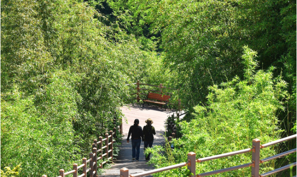 방문객들이 녹음이 우거진 장성호 수변길 황금대나무숲 길을 걷고 았다. (사진=장성군 제공) 2021.06.08.